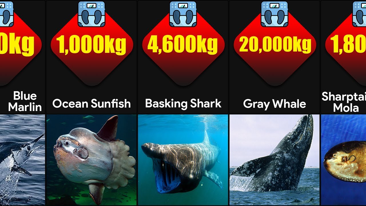 Comparisons heavy. Heavy animal. - There are many animals in the Ocean, too..