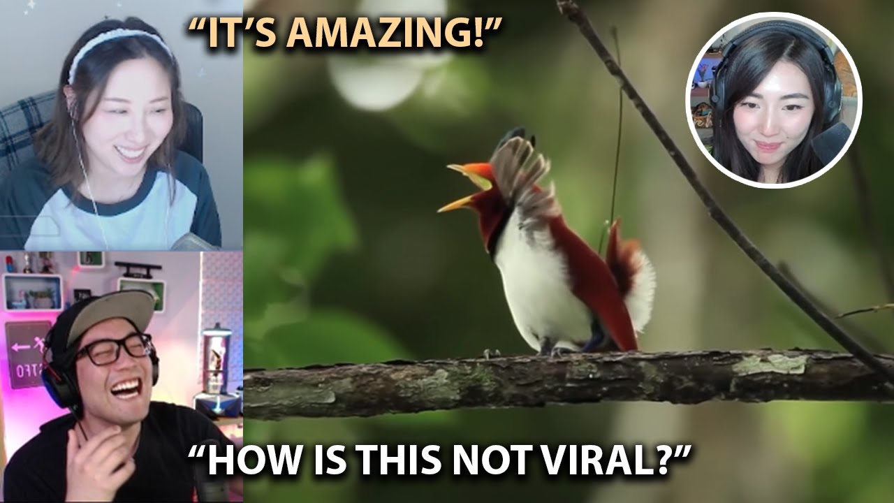 Селин и Райан не могли перестать смеяться над птицей Джанет