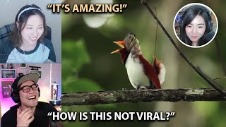 Celine Ryan Could Not Stop Laughing At Janet The Bird