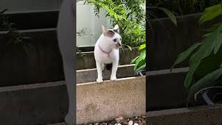 Cat Growls When Called Inside