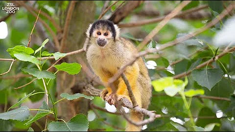 Keeper diary: David Waite - Primates