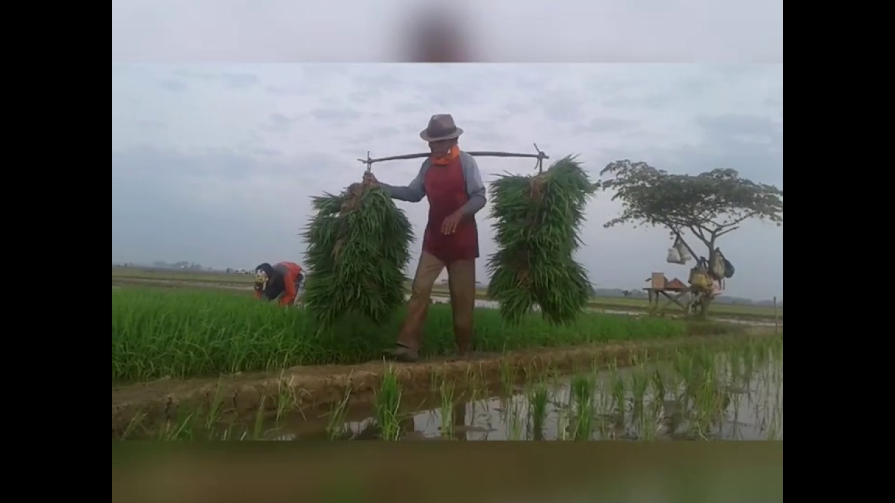Cara Tanam Padi yang benar - YouTube