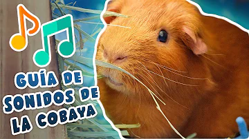 ¿Cuál es el sonido del cuy?