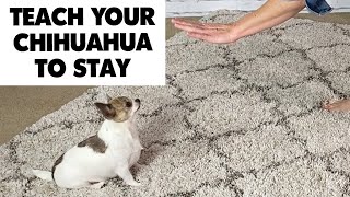 Training your Chihuahua to Stay! | Sweetie Pie Pets by Kelly Swift