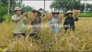 Begawan's First Harvest