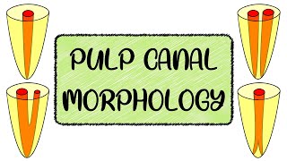 Root canal morphology