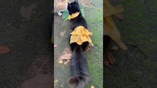Cat in yellow💛 #cat #shorts