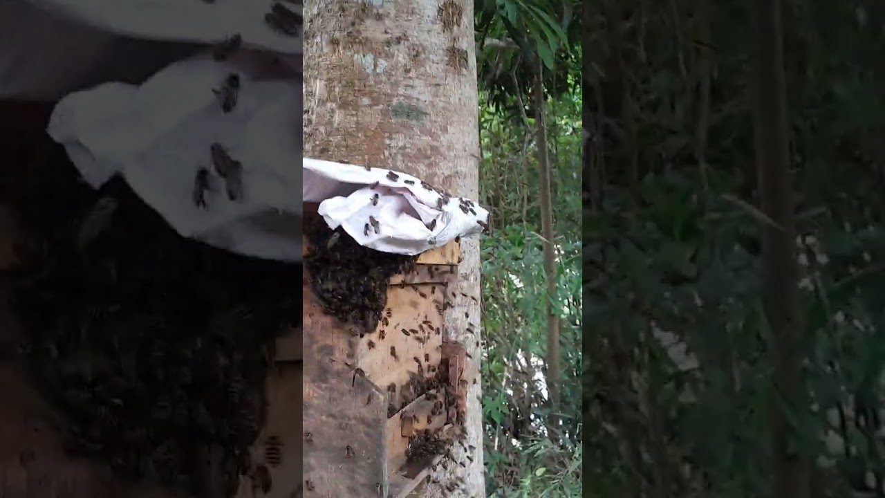 Rừng xanh yêu thương