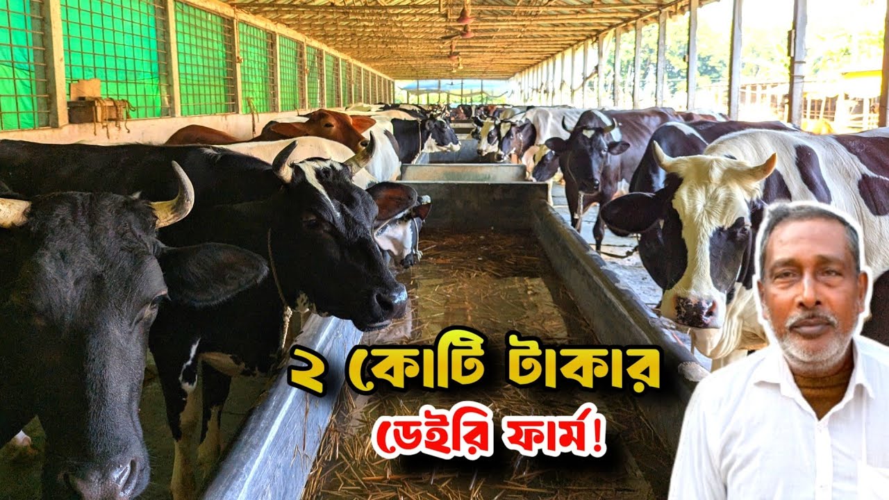 ৩টি গরু দিয়ে শুরু, ২০ বছরে ২ কোটি  টাকার ডেইরি ফার্ম। Dairy Farming in Bangladesh । Swadesh Agro ।