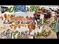 Malir Mandi Karachi Cattle Rates Update | 28 May 2024 |  Cow Mandi 2024 | | Bakra Eid Season 2024