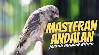 BLACKTHROAT GACOR SUARA JERNIH ANDALAN buat MASTERAN KENARI PAUD BELAJAR BUNYI CENGKOK MEWAH