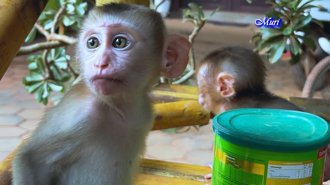 Monkey Bela and friends will be able to keep quiet when together