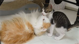 The Big Cat Loves the Rescued Kitten So Much │ Episode.192