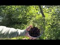 Wild Raspberry Foraging (and a brief chat)