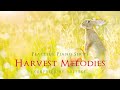 528hz peaceful piano album harvest melodies preview  yuusuke