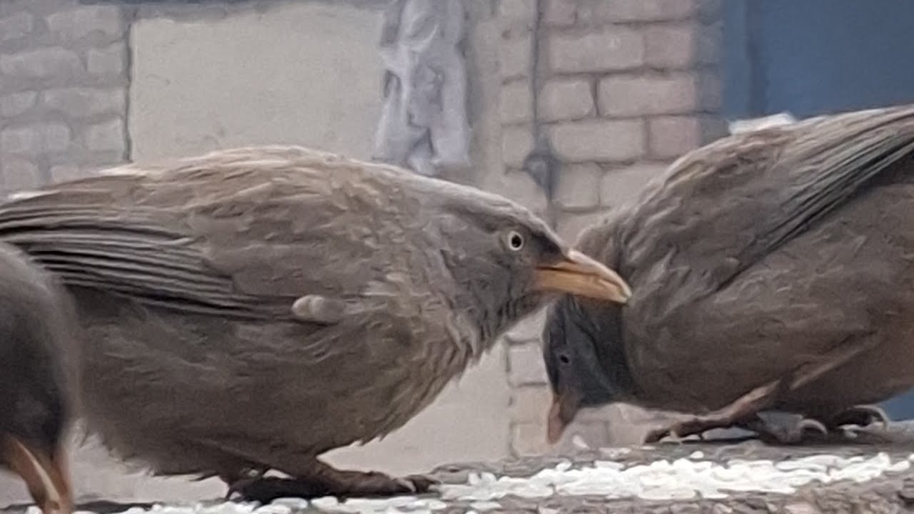 पंछियों# की मदद# करें 