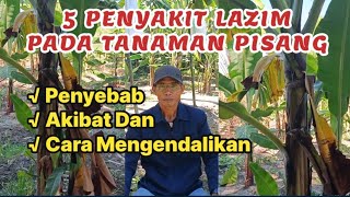Lima Penyakit Lazim Pada Tanaman Pisang Penyebab Dan Akibat Serta Cara Mengendalikannya