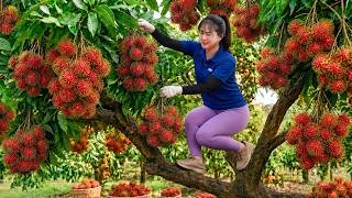 Harvesting Wild Rambutans to Sell at Market | Long Journey from Forest to Market | Off-Grid Life screenshot 4