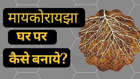 मायकोरायझा व्यम घर पर कैसे बनाये ? मायकोरायझा खेत मै  कैसे बनाये? व्यम को घर पर बनाने की प्रक्रिया