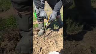 İşin özü uyum. 🌰✂️#dilcikliaşı#kestane#kestaneaşısı#aşı#tarım#meyvecilik#çiftçi#doğalüretim#üretim