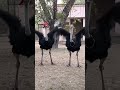 #ostrichdance #rareblackostrich #wildlifeostrich #funnyostrich #funny