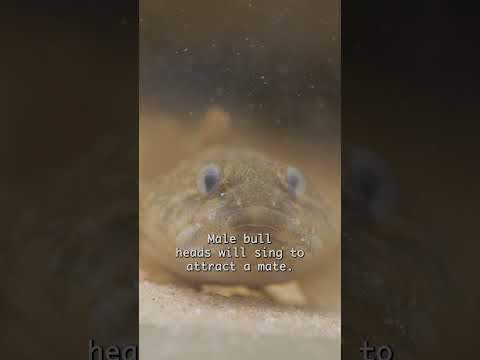 Bullheads are the best fish ever #bullhead #fish #science #nature