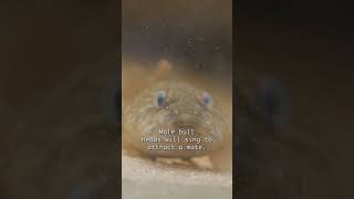 Bullheads are the best fish ever #bullhead #fish #science #nature