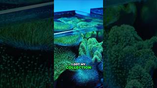 EXCLUSIVE Coral Morphologic Museum Tour! #worldwidecorals #coralmorphologic #fromourreeftoyours