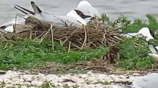 170521#1 Black headed Gull