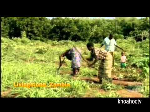 Video: Sự Khác Biệt Giữa Voi Ấn Độ Và Voi Châu Phi Là Gì