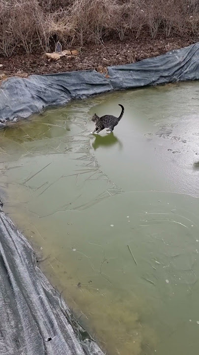 Cat escaped thin ice with wise decision