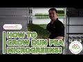 How to grow pea microgreens