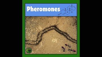 Pheromones -- The Invisible Language of Ant Colonies