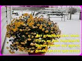 🌨️☃️⭐Как мы провели ПЕРВЫЙ ДЕНЬ ЗИМЫ!Пора украшать двор к новому году, а мы все цветём!