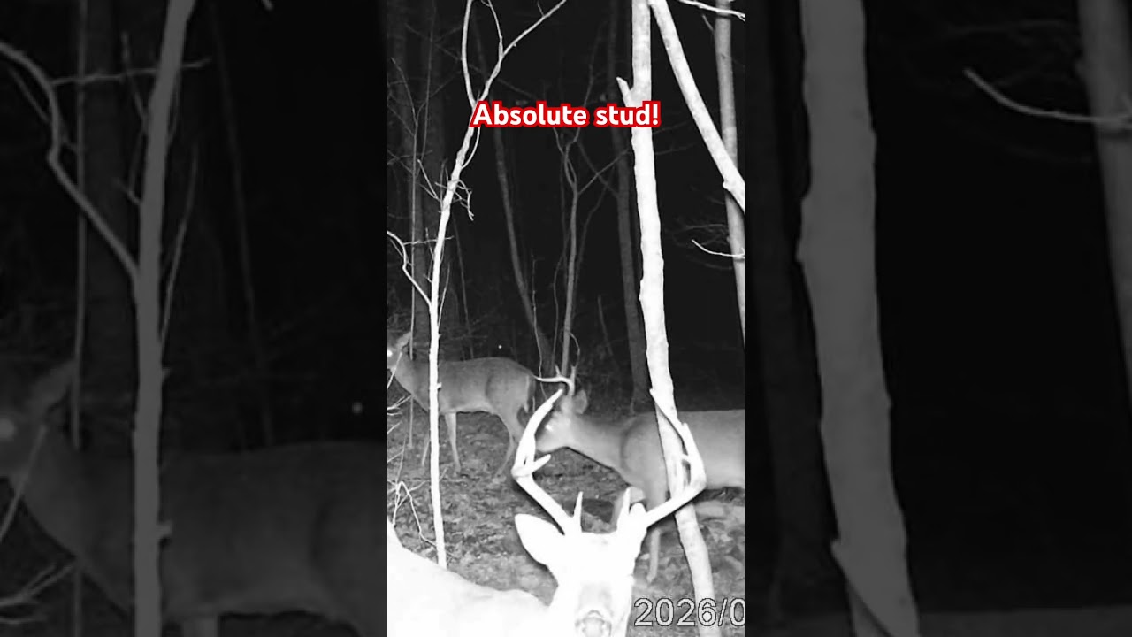 Огромный олень на камеру! 🦌 