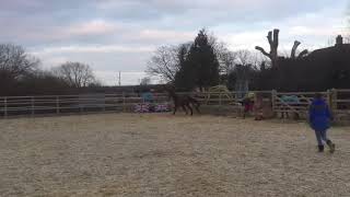 3 Year Old 16’2 Approx Bay Gelding By The Legendary Verdi Ad Ref 203515