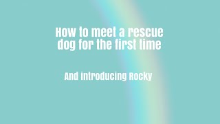4 Key Tips on How to Meet Your New Rescue Dog for the First Time