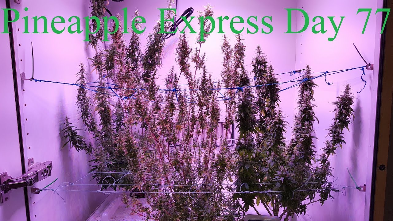Cloudponics Grow Day 77 Pineapple Express