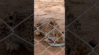 Cheetah eating @NickBotha