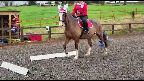 Anna Bower | Intro  BRC Walk & Trot 1 (2020) | BRC...