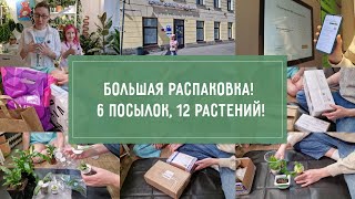БОЛЬШАЯ распаковка! 6 посылок, 12 РАСТЕНИЙ!
