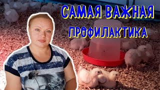 #профилактика #кокцидиоза #пропойка #признаки