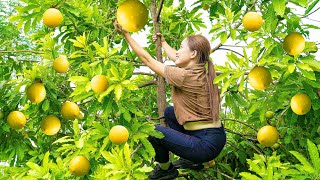 Harvesting Taiwanese Abiu Fruit Goes to the market sell - New method of growing vegetables