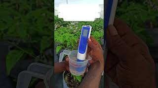 Meet Mohamed Ibrahim, a dedicated grower from Sh. Goidhoo in the Maldives! 🌍🌊