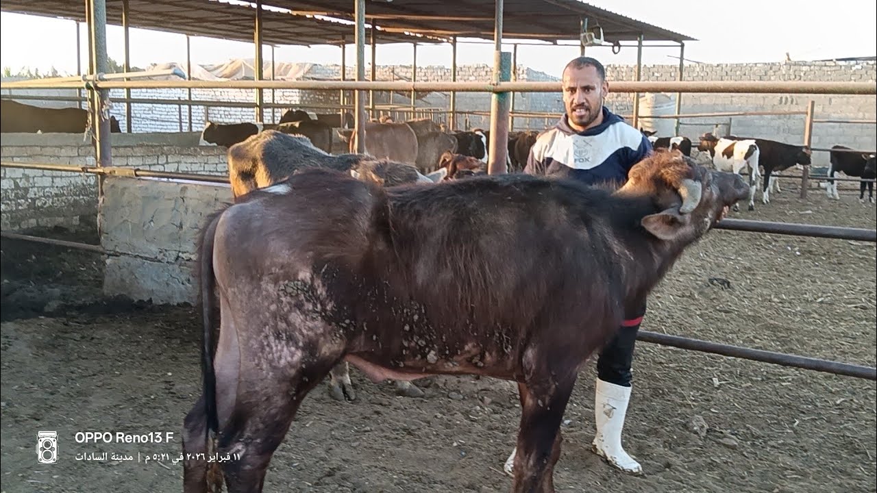 ١٥ دكر ونتايتن جاموس اوزان ٢١٠ 