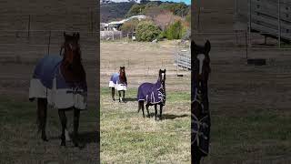 48 Beacon Place, Googong