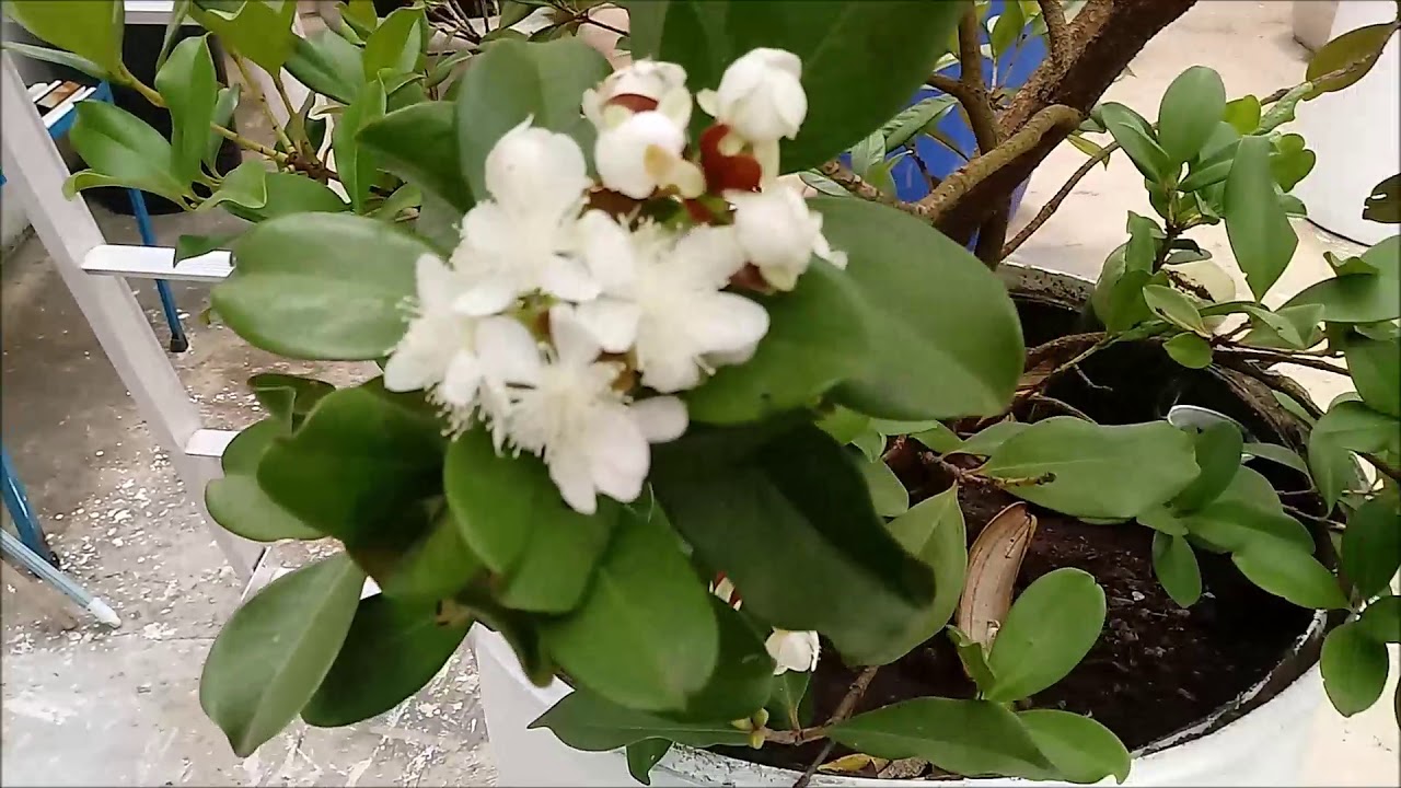 Florada da Grumixama - YouTube