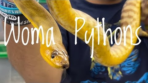 Species Spotlight - Woma Pythons