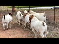 Baby goats Pacifica boer Goats #boergoats #goat #pet