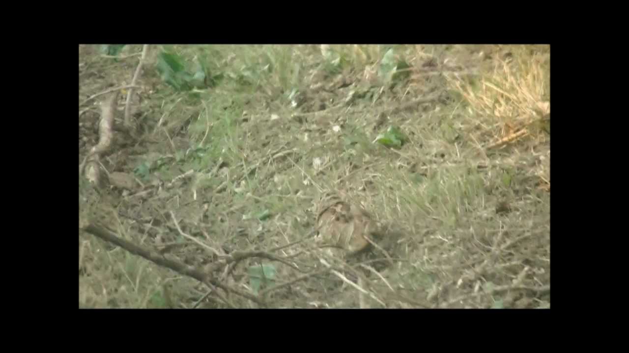 Bécasse scolopax rusticola